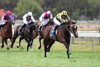 Sofia Rosa. Photo: NZ Racing Desk 